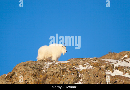 Billy, Männlich Bergziege (Oreamnos Americanus) auf Rock Cliff, Yukon Territorium, Kanada Stockfoto