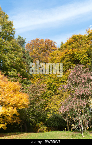 Herbstfärbung zündeten Arboretum, Gloucestershire Stockfoto
