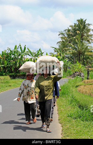 Landwirte zu Fuß nach Hause aus dem Reisfeld ein Sack Reis auf den Kopf. Ubud, Bali, Indonesien Stockfoto