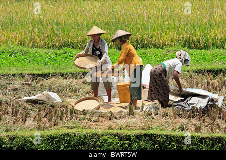 Drei Frauen, die Arbeiten in den Bereichen während Reis ernten, Tegallelang, in der Nähe von Ubud, Bali, Indonesien. Stockfoto