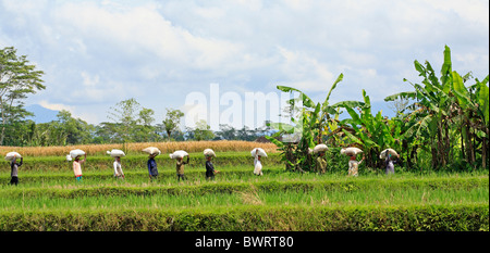 Arbeiter verlassen die Reisfelder mit Taschen von geernteten Korn auf dem Kopf Stockfoto
