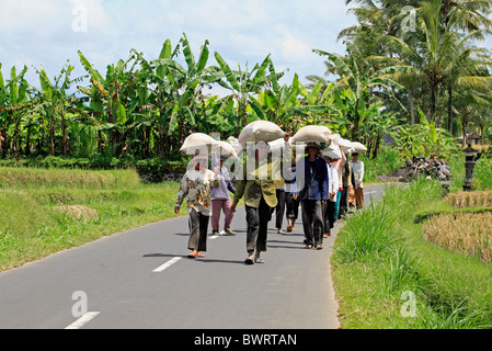 Landwirte zu Fuß nach Hause aus dem Reisfeld ein Sack Reis auf den Kopf. Ubud, Bali, Indonesien Stockfoto