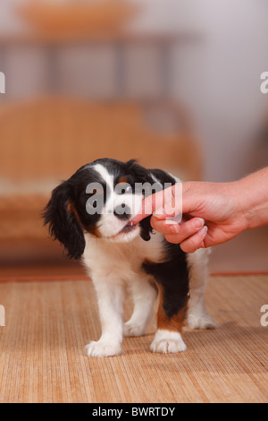 Cavalier King Charles Spaniel, Welpen, Tricolor, 9 Wochen, in die Finger beißen Stockfoto