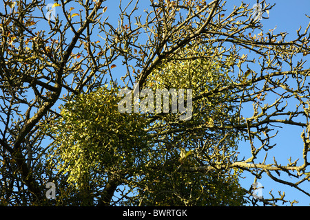 Mistel wächst auf einem Apfelbaum in England Stockfoto