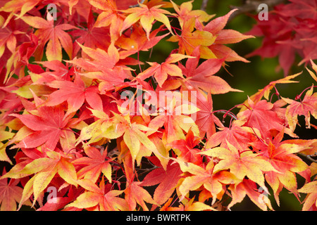 Lebendige Herbstlaub der japanische Ahorn Acer palmatum Stockfoto