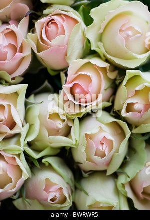 Nahaufnahme eines Bündels von rosa und weißen Rosen Stockfoto