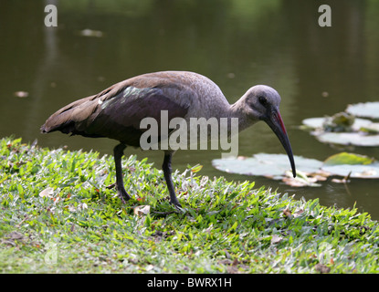 Hadada oder Hadeda Ibis Bostrychia Hagedash, Threskiornithidae, Südafrika Stockfoto