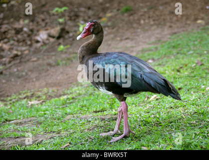 Sporn-winged Gans Plectropterus Gambensis, Anatidae. Durban, Südafrika. Stockfoto