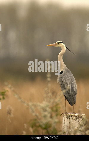 Graureiher Ardea Cinerea thront auf Baum. Norfolk Broads. Frühling-Uk Stockfoto