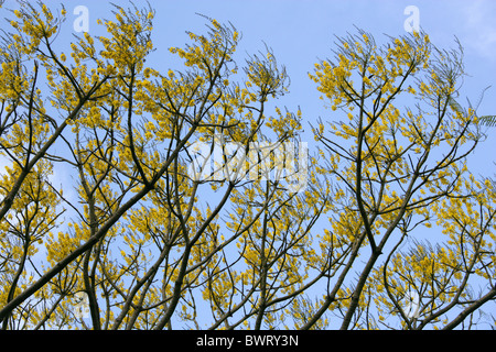 Staubwedel Baum, Tower Baum oder brasilianischen Firetree Schizolobium Parahyba, Fabaceae, tropischen Amerika. Stockfoto