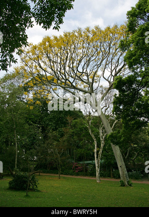 Staubwedel Baum, Tower Baum oder brasilianischen Firetree Schizolobium Parahyba, Fabaceae, tropischen Amerika. Stockfoto