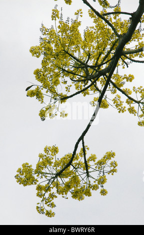 Staubwedel Baum, Tower Baum oder brasilianischen Firetree Schizolobium Parahyba, Fabaceae, tropischen Amerika. Stockfoto