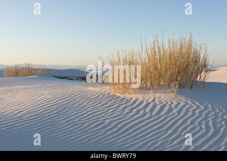 Warmen Abendlicht leuchtet die weiße Gips Sanddünen im White Sands National Monument in Alamogordo, New Mexico, USA. Stockfoto