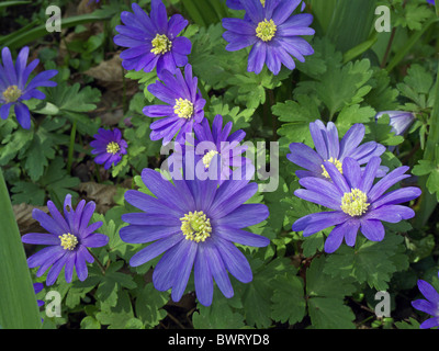 Anemone Blanda (Windflower) in Blüte, Großbritannien Stockfoto