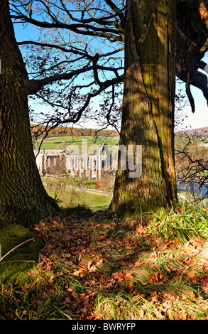 Bolton Priory Ruinen aus der Waldspaziergang in Bolton Abbey Wald, Herbst, North Yorkshire UK Stockfoto