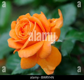 Orange Rose Stockfoto