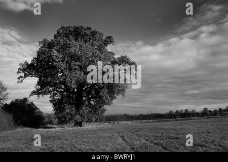 Eine einzelne Eiche in einem Feld im Herbst Stockfoto