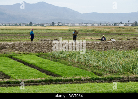 Bauern arbeiten im Feld, Xizhou, Yunnan, China Stockfoto