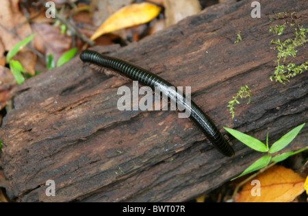 Riesige afrikanische Tausendfüßler (Yxongololo, Chongololo oder Shongololo), Spirostreptus Gigas (Syn Archispirostreptus Gigas). Stockfoto