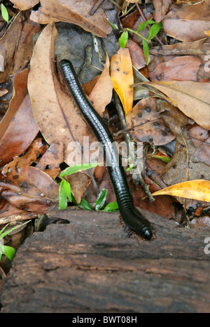 Riesige afrikanische Tausendfüßler (Yxongololo, Chongololo oder Shongololo), Spirostreptus Gigas (Syn Archispirostreptus Gigas). Stockfoto