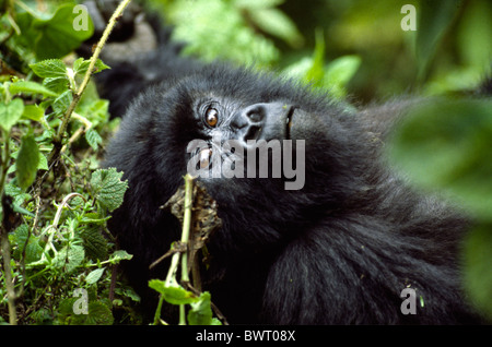 Berggorillas im Parc des Vulkane Nationalpark im Norden Ruandas. Stockfoto