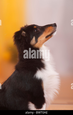 Sheltie, Welpe, 4 1/2 Monate / Sheltie, Profil, Seite Stockfoto