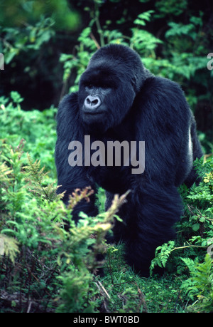 Berggorillas im Parc des Vulkane Nationalpark im Norden Ruandas. Eine große männliche "Silberrücken" Gorilla. Stockfoto