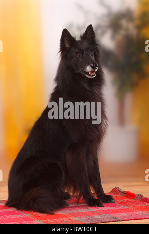 Groenendael / Belgian Shepherd Dog Stockfoto