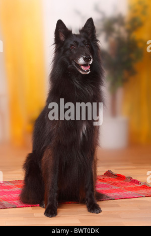 Groenendael / Belgian Shepherd Dog Stockfoto