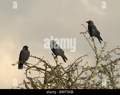 DOHLEN CORVUS MONEDULA THRONT IM BAUM. WINTER-UK Stockfoto