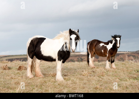 Welsh Ponys in einem Acker starren auf die Kamera Stockfoto