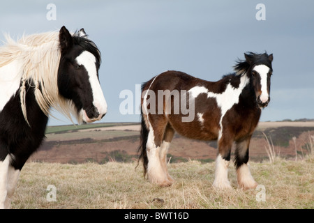 Welsh Ponys in einem Acker starren auf die Kamera Stockfoto