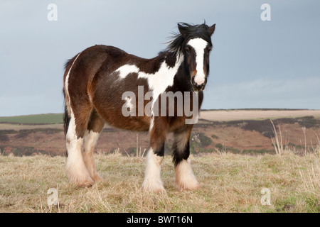 Welsh Ponys in einem Acker starren auf die Kamera Stockfoto