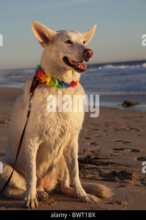 Weißer Schäferhund in goldenes Licht durch das Meer Stockfoto