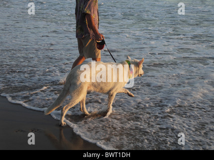 Weiße Schäferhund und Mann waten im Meer Stockfoto