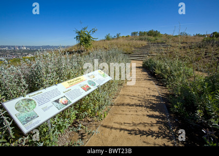 Einheimische Pflanze anmelden Baldwin Hills Scenic Overlook Staatspark, Culver City, Los Angeles, Kalifornien, USA Stockfoto