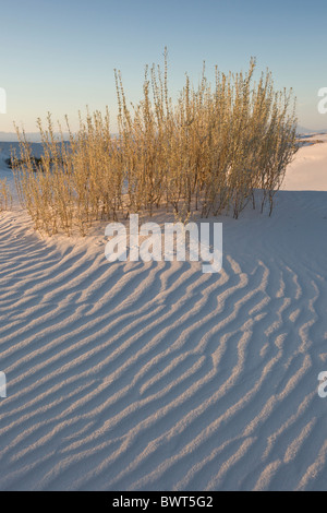 Warmen Abendlicht leuchtet die weiße Gips Sanddünen im White Sands National Monument in Alamogordo, New Mexico, USA. Stockfoto