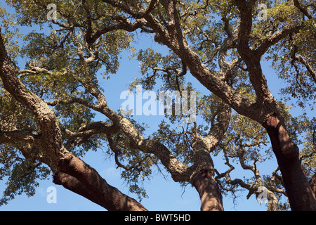 Zweige der Korkeichen Quercus Suber, in der Nähe von Castellar De La Frontera, Provinz Cadiz, Spanien. Stockfoto
