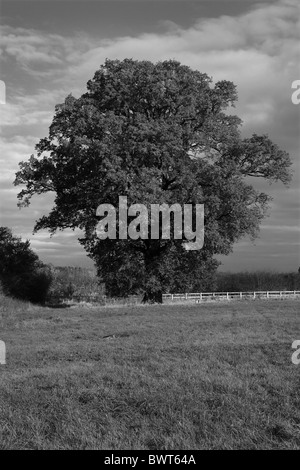 Eine einzelne Eiche in einem Feld im Herbst Stockfoto
