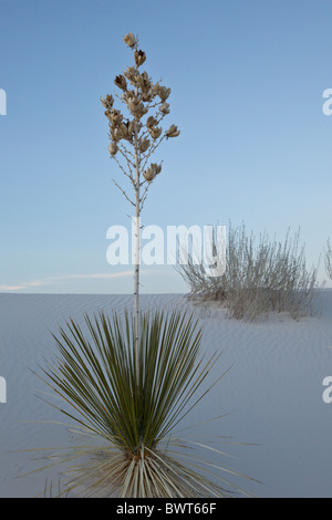 Soaptree Yucca (Yucca Elata) und den Gips Sanddünen von White Sands National Monument, Alamogordo, New Mexico, USA. Stockfoto