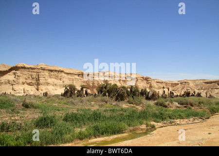 Israel, Negev, Datum Bäume in Ein Zin Stockfoto