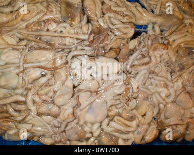 Kleine Kraken zu verkaufen, Noryangjin Fischmarkt, Seoul, Südkorea Stockfoto