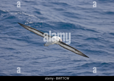 Black-browed Albatross (Diomedia Melanophris) Erwachsener, im Flug über Meer, Antarktis Stockfoto