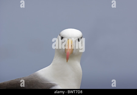 Black-browed Albatros (Diomedea Melanophoris) Erwachsene, Nahaufnahme des Kopfes, Süd-Georgien Stockfoto