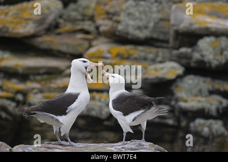 Black-browed Albatros (Diomedea Melanophoris) Erwachsenen paar, Balz, Süd-Georgien Stockfoto