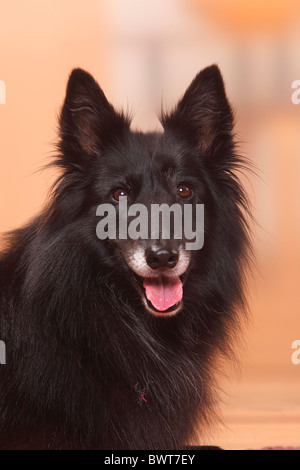 Groenendael / Belgian Shepherd Dog Stockfoto