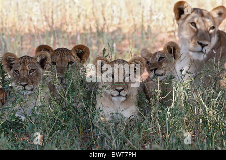 Loewe Löwe Panthera leo Stockfoto