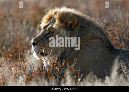 Großen männliche Kalahari-Löwen, Panthera Leo, Kalahari Transfrontier Park, Südafrika, Botsuana, Gegenlicht, Porträt Stockfoto