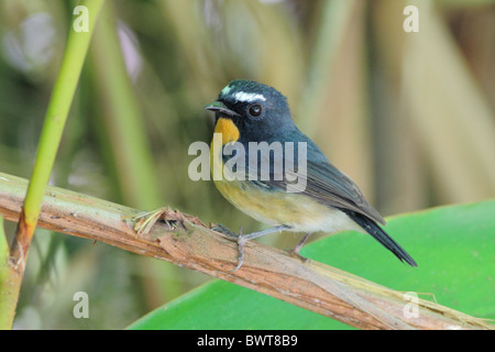 Weißer-browed Fliegenschnäpper (Ficedula Hyperythra Sumatrana) Männchen, thront auf Stamm, Gunung Kinabalu, Sabah, Borneo, Malaysia, März Stockfoto