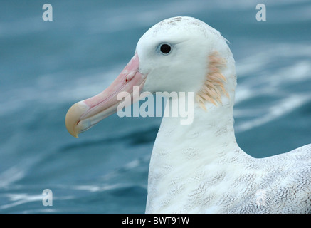 Wanderalbatros (Diomedea Exulans) Erwachsene, Nahaufnahme des Kopfes, Schwimmen im Meer, Kaikoura, Südinsel, Neuseeland Stockfoto